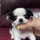 チワワ(ロング)
