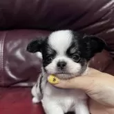チワワ(ロング)