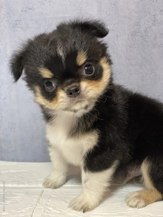ID:2110-01583の子犬
