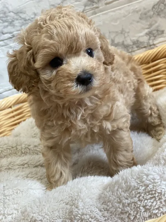 ID：2007-01215の子犬