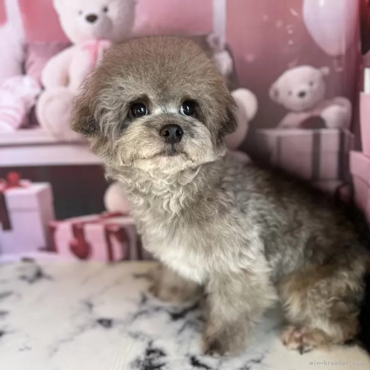 ID：2308-04837の子犬