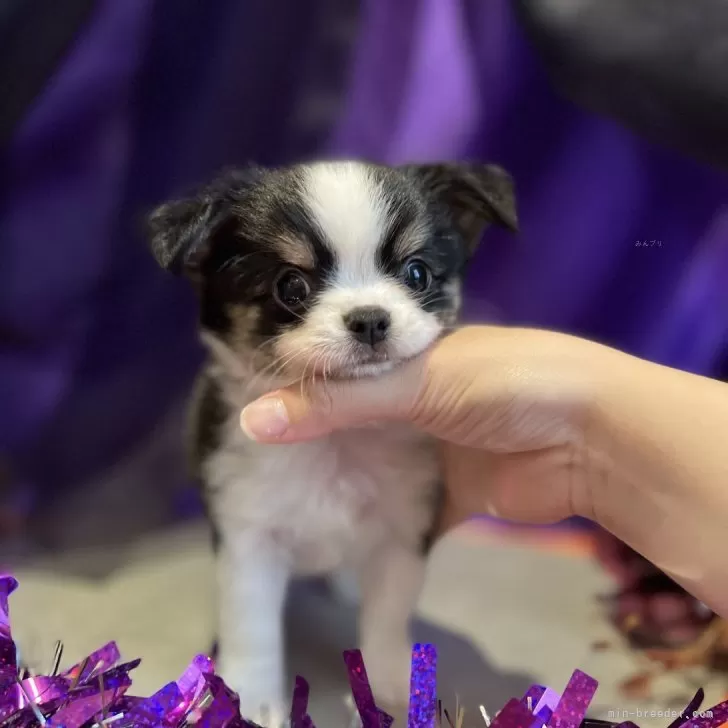 ID：2410-00679の子犬
