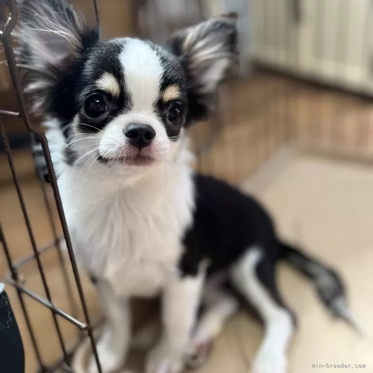 ID：2401-03241の子犬