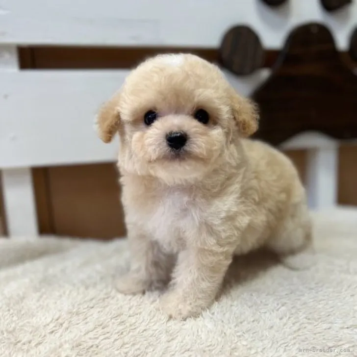 ID:2308-04834の子犬