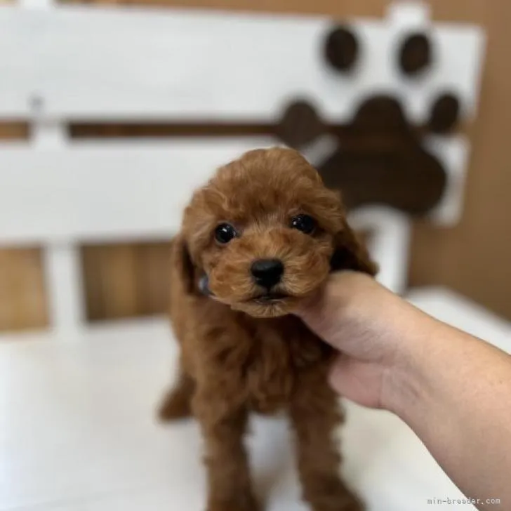 ID：2211-03465の子犬