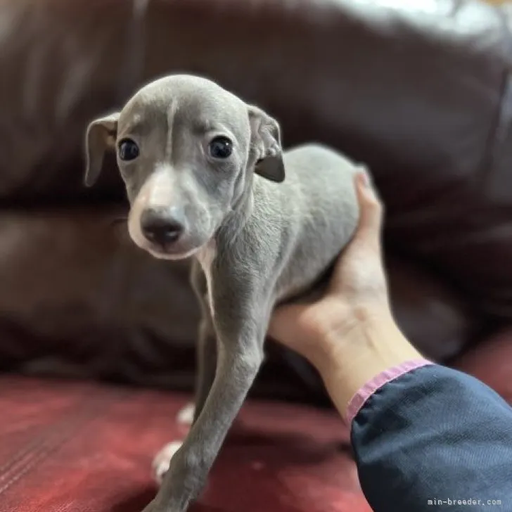 ID：2303-03707の子犬