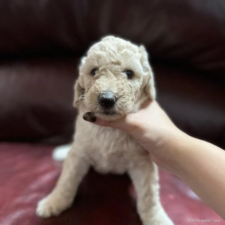 ID：2211-00677の子犬