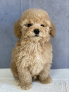 トイプードル(タイニー)【鹿児島県・男の子・2021年9月28日・アプリコット又はクリーム】の写真「可愛い男の子💕」