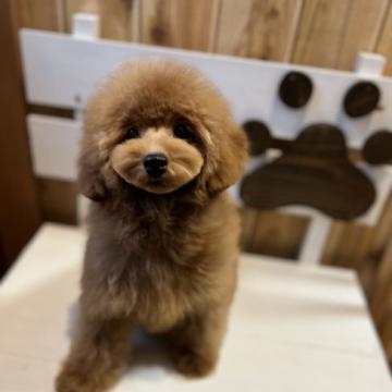 トイプードル(トイ)【鹿児島県・男の子・2022年8月5日・レッド】の写真「賢い男の子💕」