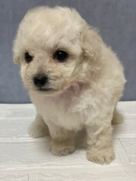 トイプードル(タイニー)【鹿児島県・女の子・2021年10月11日・ホワイト】の写真「可愛い女の子💕」