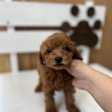 トイプードル(タイニー)【鹿児島県・男の子・2022年10月15日・レッド】の写真「可愛い男の子💕」