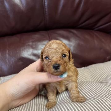 トイプードル(タイニー)【鹿児島県・女の子・2022年8月5日・アプリコット】の写真「可愛い女の子💕」