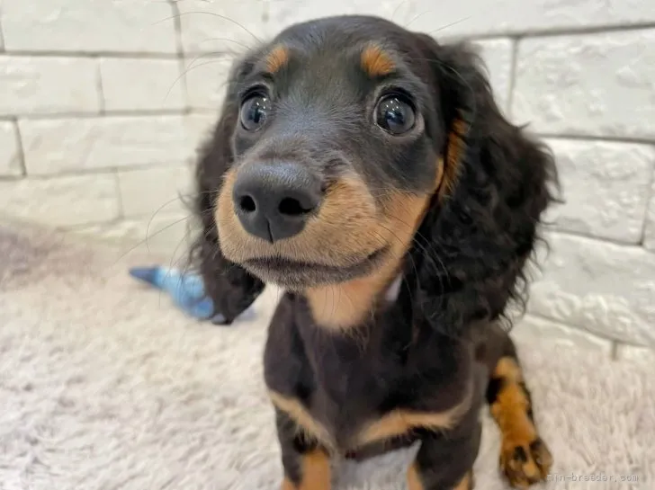 ID：2108-00834の子犬