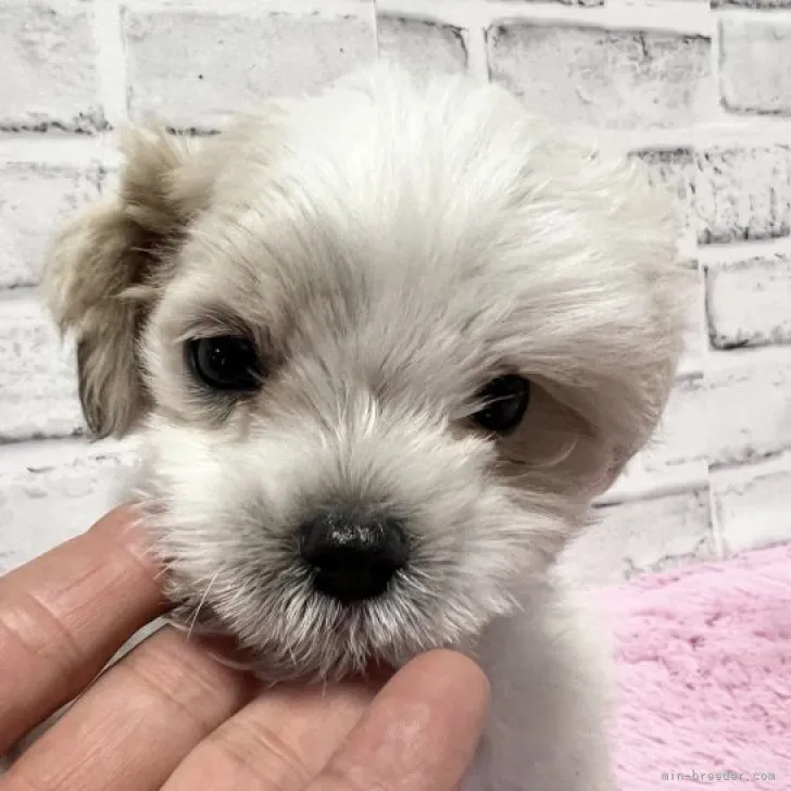 ID:2310-06983の子犬