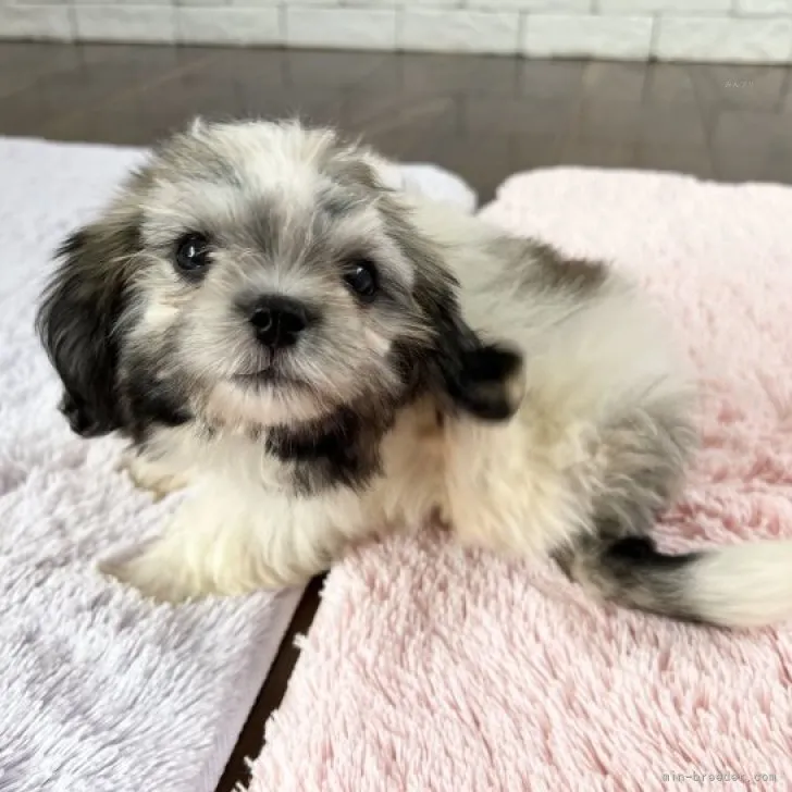 ID:2308-01044の子犬