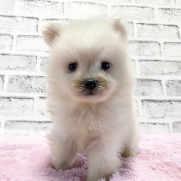 ミックス(ポメラニアン×日本スピッツ)【群馬県・男の子・2024年5月14日・クリーム】の写真「可愛いお顔の男の子♫」