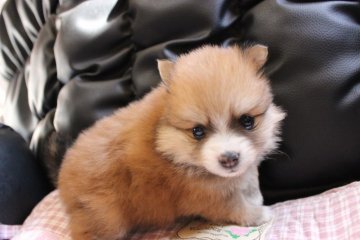 ポメラニアン【群馬県・女の子・2016年10月6日・オレンジ】の写真「可愛いオレンジの女の子♪」