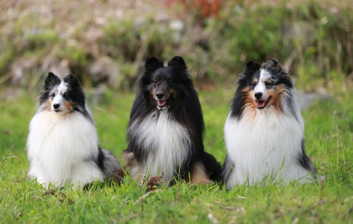 左から祖母（ブルーマール）、父（トライ）、息子（ブルーマール）の3世代写真です。｜大櫛　智美(おおぐし　ともみ)ブリーダー(大阪府・シェットランドシープドッグ・JKC/JCC（日本コリークラブ）登録)の紹介写真2