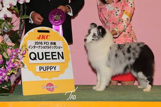 バイブルーの繁殖犬です。｜大櫛　智美(おおぐし　ともみ)ブリーダー(大阪府・シェットランドシープドッグ・JKC/JCC（日本コリークラブ）登録)の紹介写真3