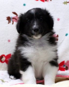 シェットランドシープドッグ【大阪府・男の子・2021年2月11日・バイブラック】の写真「☆優良血統☆両親遺伝子検査済☆」