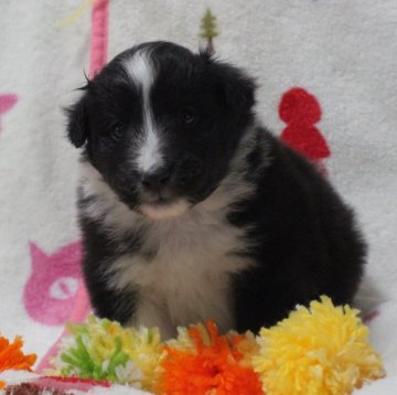 シェットランドシープドッグ【大阪府・男の子・2021年2月11日・バイブラック】の写真「☆優良血統☆両親遺伝子検査済☆」