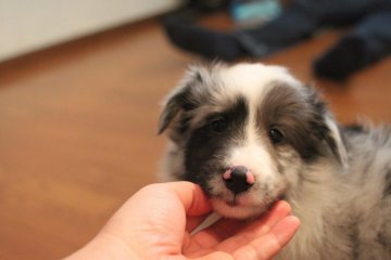 シェットランドシープドッグ【大阪府・男の子・2016年6月4日・バイブルー】の写真「父アメリカチャンピオン母チャンピオンの優良血統」