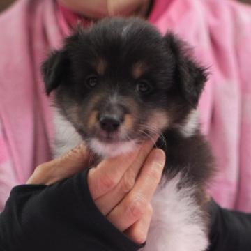 シェットランドシープドッグ【大阪府・男の子・2022年6月8日・トライ】の写真「☆両親チャンピオン☆小さめで可愛いお顔♪」