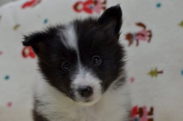 シェットランドシープドッグ【大阪府・男の子・2021年2月11日・バイブラック】の写真「小ぶりでお顔の可愛い子です」