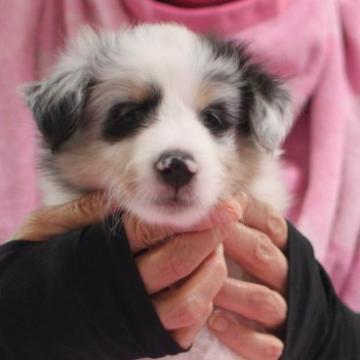 シェットランドシープドッグ【大阪府・男の子・2022年6月8日・ブルーマール】の写真「☆両親チャンピオン☆モフモフで綺麗な模様の男の子♪」