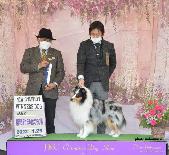 シェットランドシープドッグ【・男の子・2019年11月18日・ブルーマール】