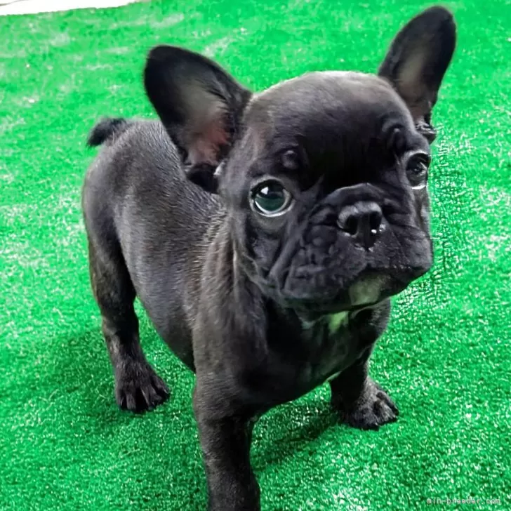 H.Y 様のお迎えした子犬