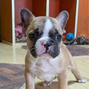 フレンチブルドッグ【愛媛県・男の子・2024年12月14日・フォーン&ホワイト】の写真「小ぶりな男の子✨」