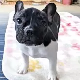 フレンチブルドッグ