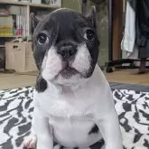 フレンチブルドッグ
