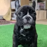 フレンチブルドッグ