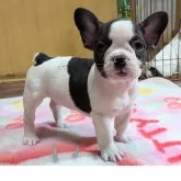 フレンチブルドッグ