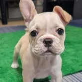フレンチブルドッグ