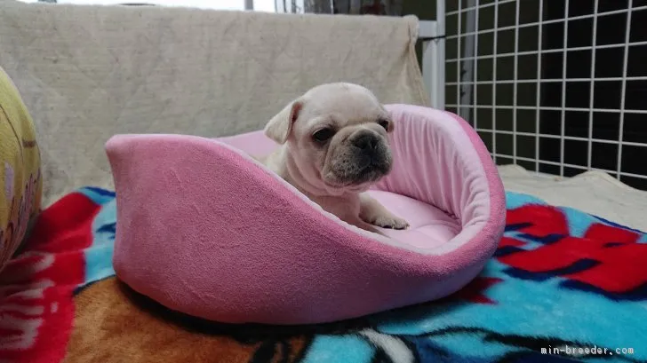 ID：1809-00769の子犬