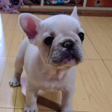 フレンチブルドッグ【愛媛県・女の子・2023年5月4日・クリーム】の写真「小ぶりな可愛い女の子🌷」