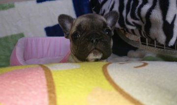 フレンチブルドッグ【愛媛県・男の子・2019年3月6日・フォーン】の写真「小ぶりな綺麗なフォーンです☀️」