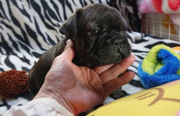 フレンチブルドッグ【愛媛県・男の子・2019年3月6日・ブリンドル】の写真「赤いさし毛がある骨格のしっかりした男の子です🍒」