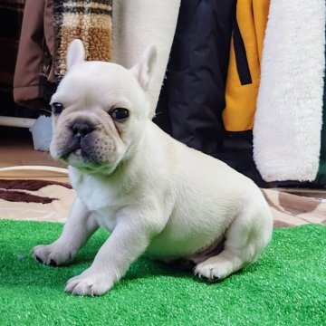 フレンチブルドッグ【愛媛県・男の子・2024年8月31日・クリーム】の写真「丸っこい男の子💫」