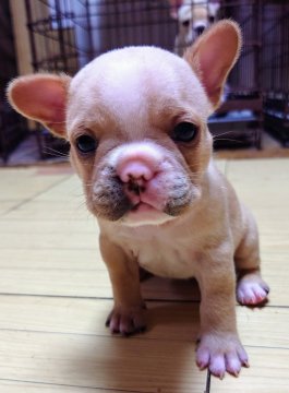 フレンチブルドッグ【愛媛県・女の子・2024年7月13日・フォーン】の写真「こぶりな個性的な女の子✨」