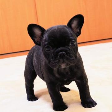 フレンチブルドッグ【愛媛県・女の子・2022年10月29日・ブリンドル】の写真「あごに少し白がある女のコ🌻」