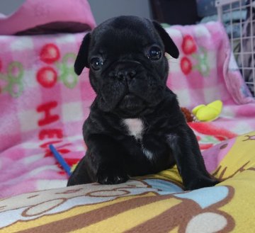 フレンチブルドッグ【愛媛県・男の子・2019年4月16日・ブリンドル】の写真「ほぼ黒い胸にエプロンがある男の子」