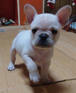 フレンチブルドッグ【愛媛県・女の子・2021年12月8日・クリーム】の写真「色素が濃い丸い女の子🙂」