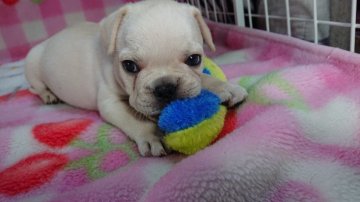 フレンチブルドッグ【愛媛県・男の子・2019年4月16日・クリーム】の写真「骨格のがっちりした男の子」