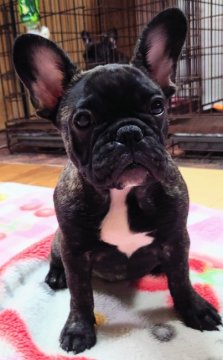 フレンチブルドッグ【愛媛県・女の子・2023年5月25日・ブリンドル】の写真「柄の多い小ぶりな女の子🌼」