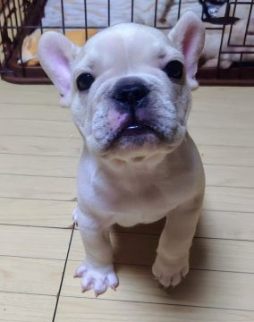 フレンチブルドッグ【愛媛県・男の子・2024年6月4日・クリーム】の写真「丸い体型の男の子✨」