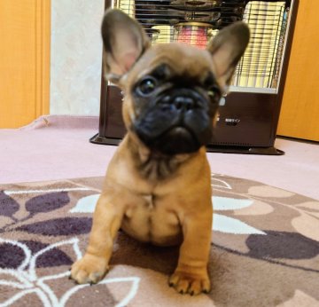 フレンチブルドッグ【愛媛県・男の子・2021年12月8日・フォーン】の写真「小ぶりな色の濃い男の子🙂」